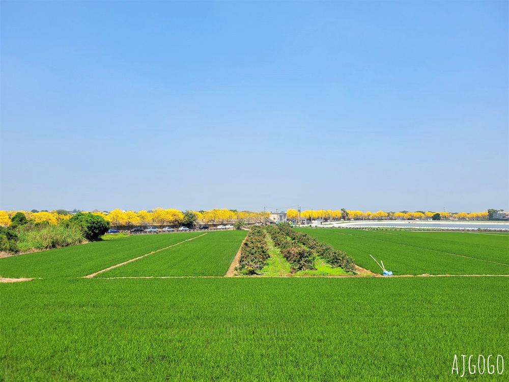 2026嘉義景點 陳井寮堤 嘉義大林黃花風鈴木 綿延不絕的金黃堤岸