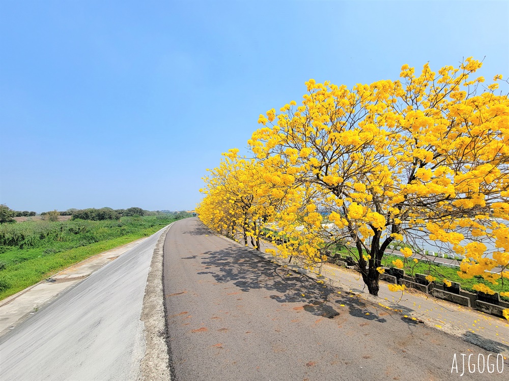 2026嘉義景點 陳井寮堤 嘉義大林黃花風鈴木 綿延不絕的金黃堤岸