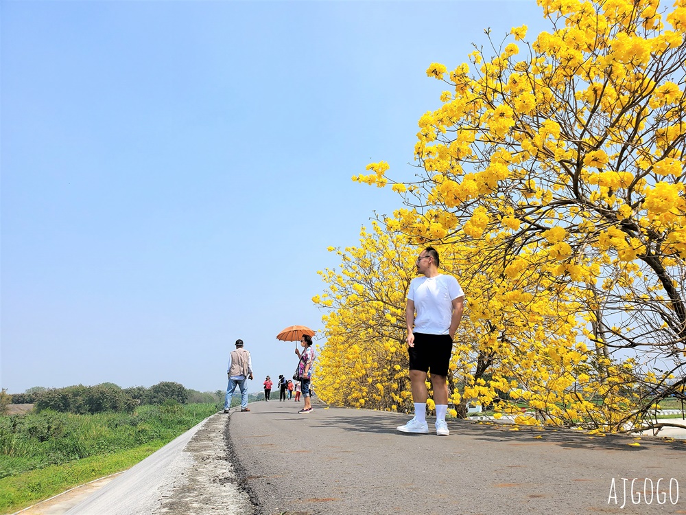 2026嘉義景點 陳井寮堤 嘉義大林黃花風鈴木 綿延不絕的金黃堤岸