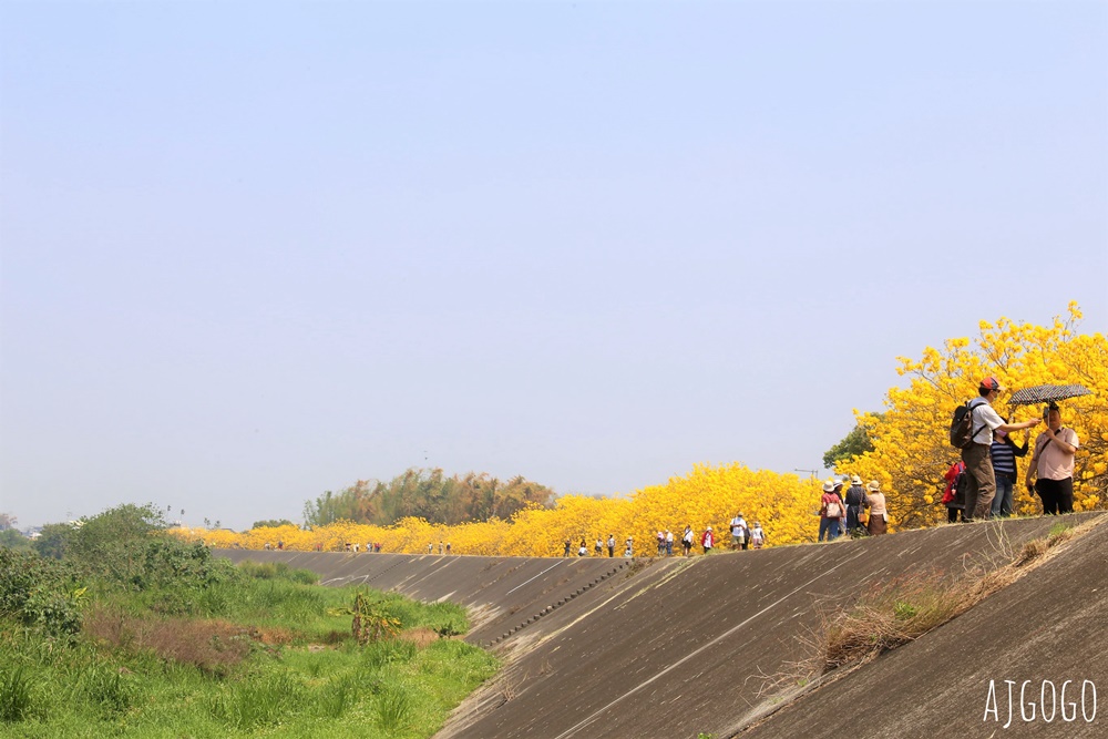 2026嘉義景點 陳井寮堤 嘉義大林黃花風鈴木 綿延不絕的金黃堤岸