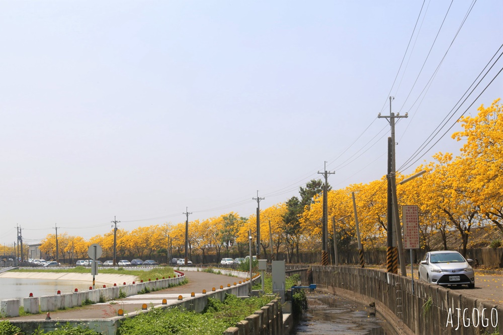 2026嘉義景點 陳井寮堤 嘉義大林黃花風鈴木 綿延不絕的金黃堤岸