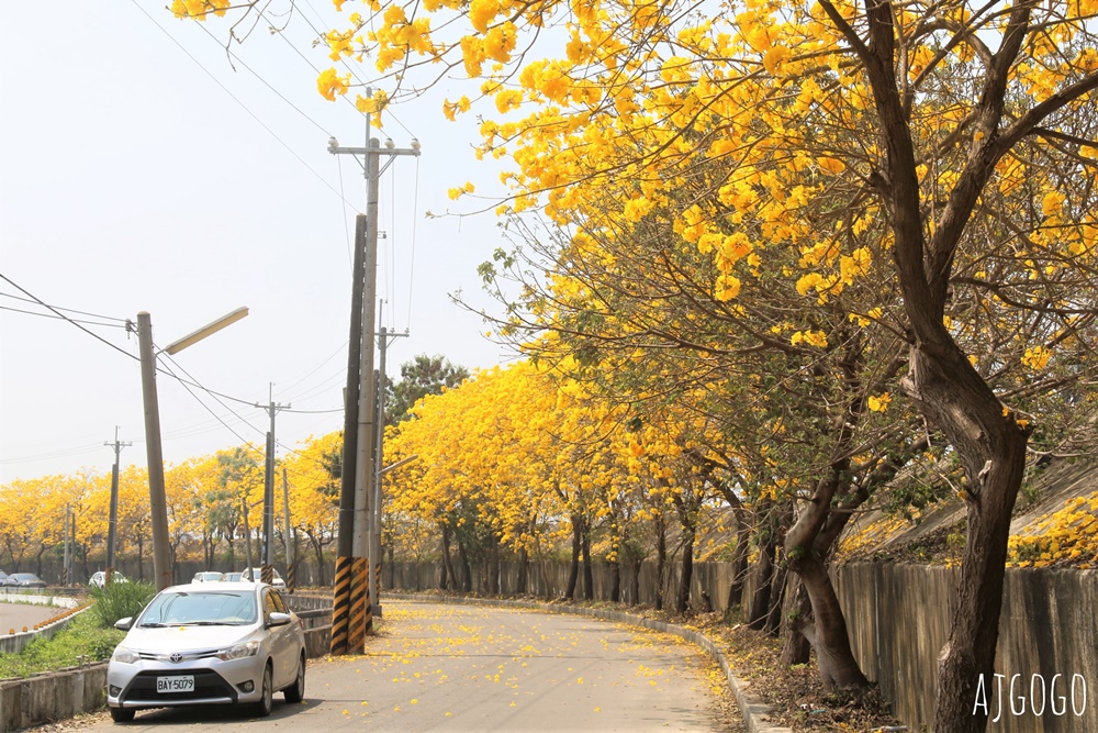 2026嘉義景點 陳井寮堤 嘉義大林黃花風鈴木 綿延不絕的金黃堤岸