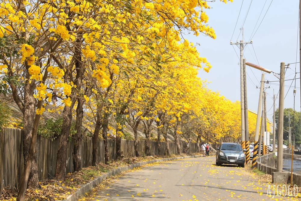 2026嘉義景點 陳井寮堤 嘉義大林黃花風鈴木 綿延不絕的金黃堤岸