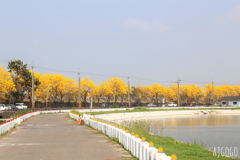 2026嘉義景點 陳井寮堤 嘉義大林黃花風鈴木 綿延不絕的金黃堤岸
