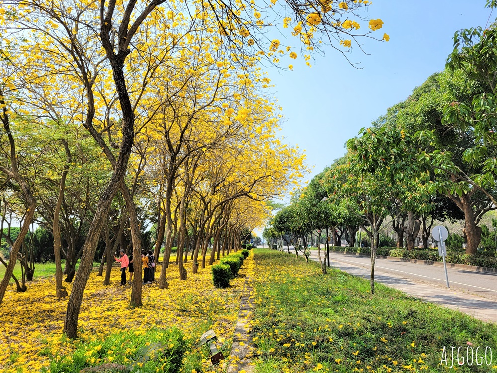 2026嘉義景點 中正大學黃花風鈴木 大學路一段、文學院草坪 每年2月底~3月初盛開