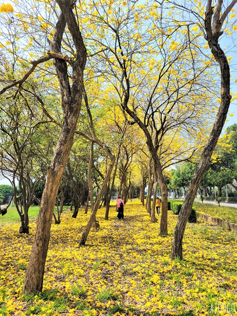 2026嘉義景點 中正大學黃花風鈴木 大學路一段、文學院草坪 每年2月底~3月初盛開