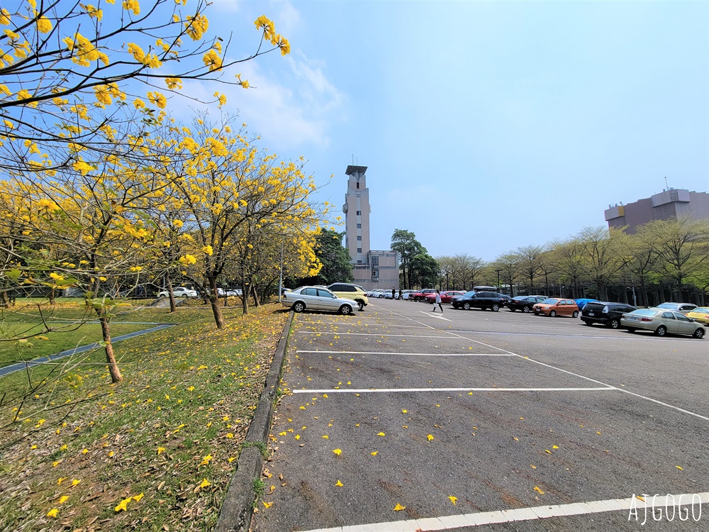 2026嘉義景點 中正大學黃花風鈴木 大學路一段、文學院草坪 每年2月底~3月初盛開