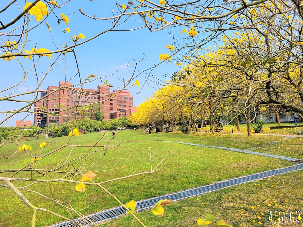 2026嘉義景點 中正大學黃花風鈴木 大學路一段、文學院草坪 每年2月底~3月初盛開