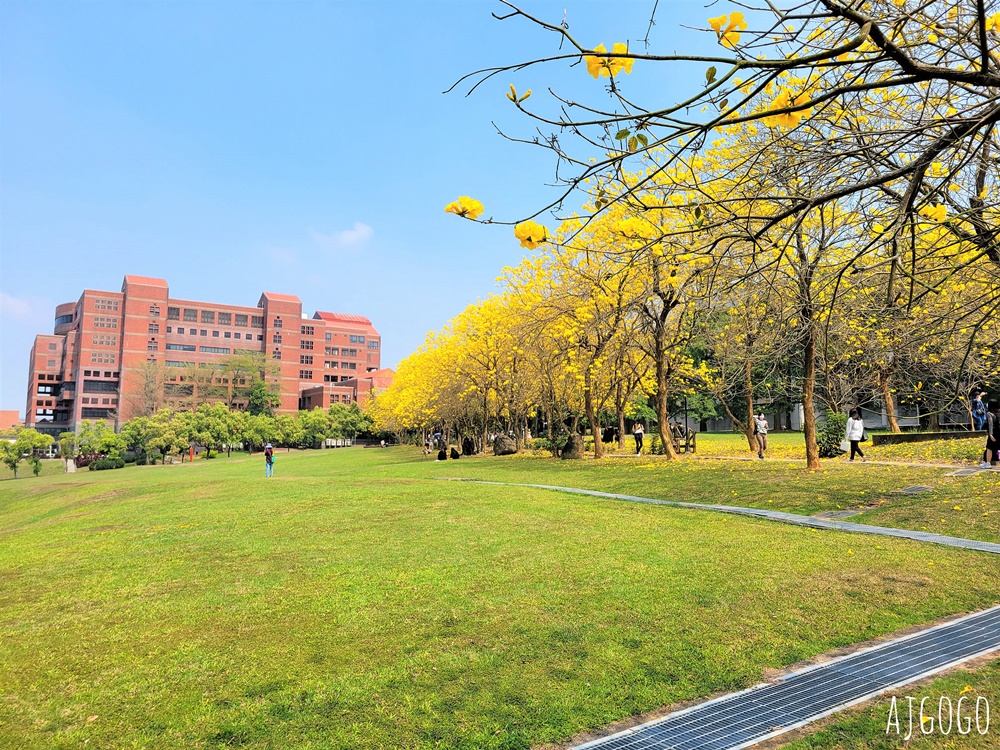 2026嘉義景點 中正大學黃花風鈴木 大學路一段、文學院草坪 每年2月底~3月初盛開