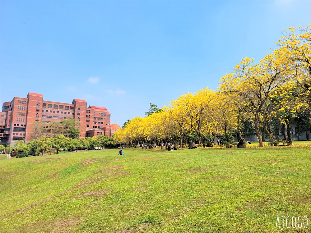 2026嘉義景點 中正大學黃花風鈴木 大學路一段、文學院草坪 每年2月底~3月初盛開