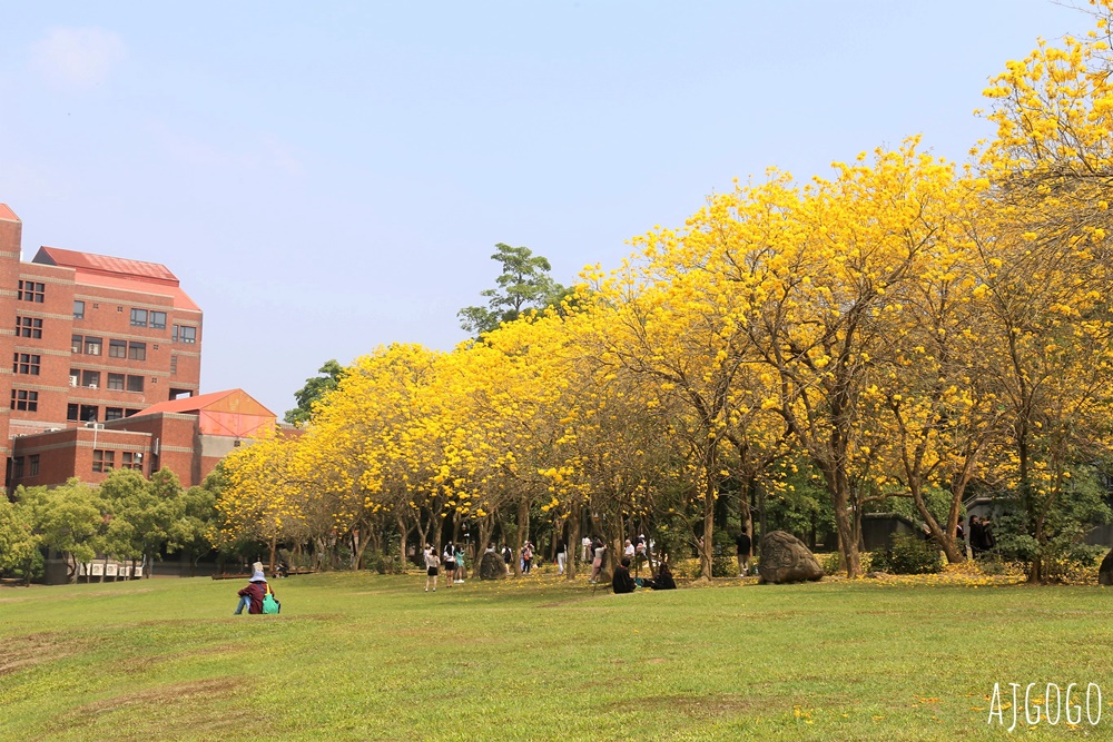 2026嘉義景點 中正大學黃花風鈴木 大學路一段、文學院草坪 每年2月底~3月初盛開