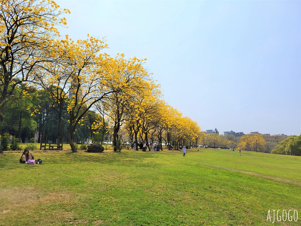 2026嘉義景點 中正大學黃花風鈴木 大學路一段、文學院草坪 每年2月底~3月初盛開