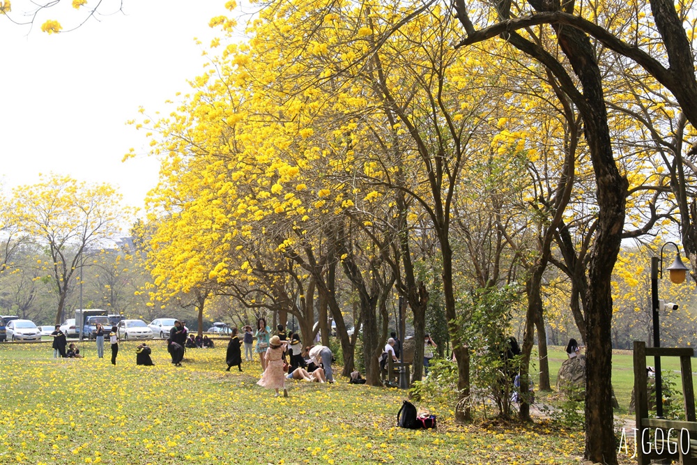 2026嘉義景點 中正大學黃花風鈴木 大學路一段、文學院草坪 每年2月底~3月初盛開