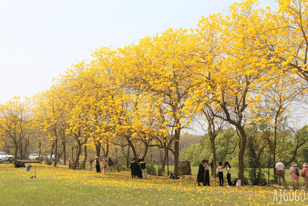 2026嘉義景點 中正大學黃花風鈴木 大學路一段、文學院草坪 每年2月底~3月初盛開