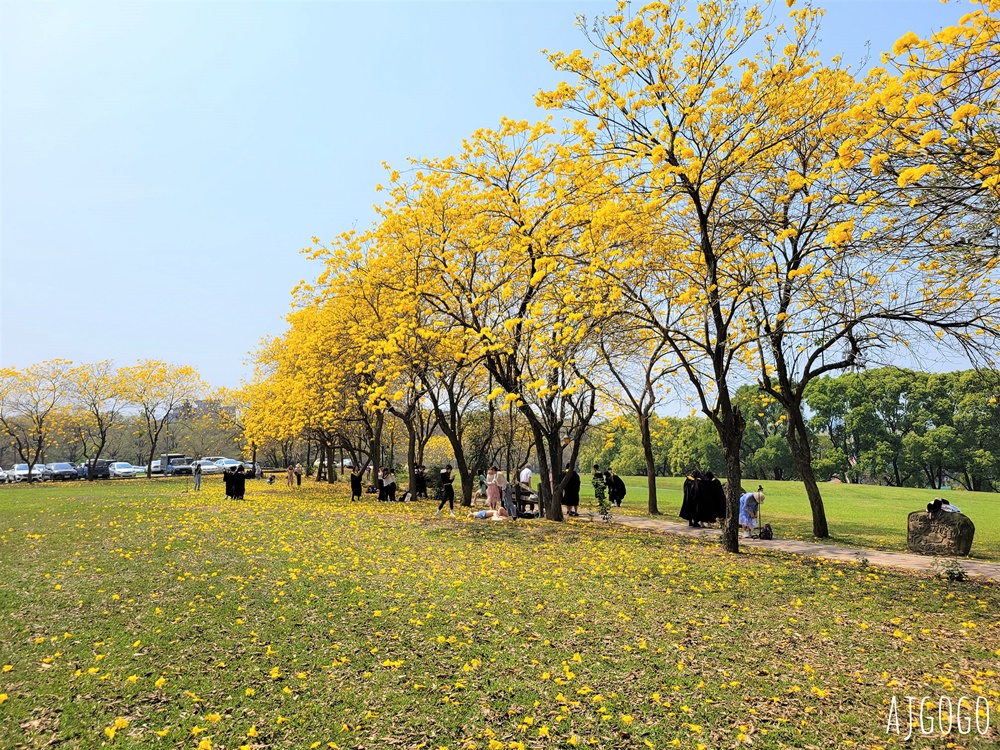 2026嘉義景點 中正大學黃花風鈴木 大學路一段、文學院草坪 每年2月底~3月初盛開