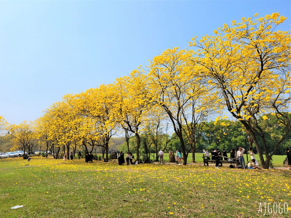 2026嘉義景點 中正大學黃花風鈴木 大學路一段、文學院草坪 每年2月底~3月初盛開