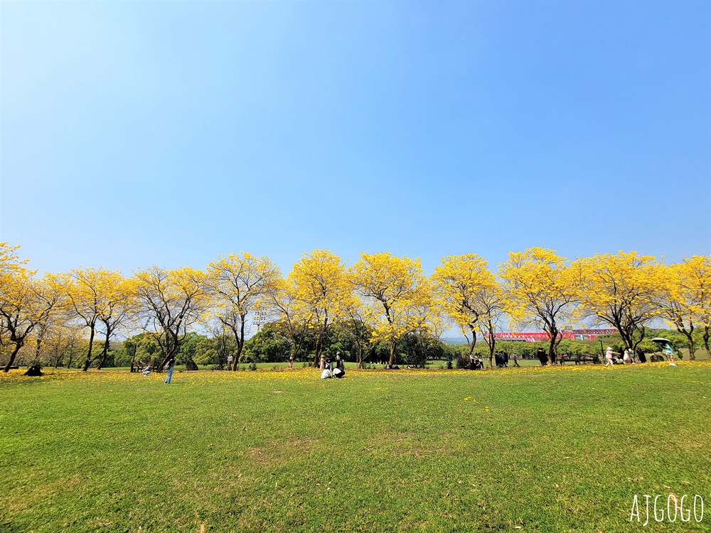 2026嘉義景點 中正大學黃花風鈴木 大學路一段、文學院草坪 每年2月底~3月初盛開