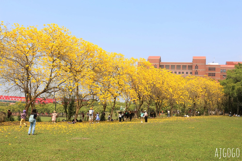 2026嘉義景點 中正大學黃花風鈴木 大學路一段、文學院草坪 每年2月底~3月初盛開