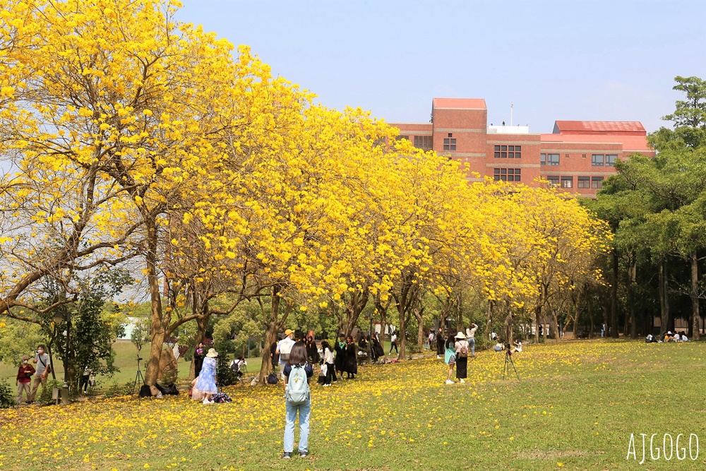 2026嘉義景點 中正大學黃花風鈴木 大學路一段、文學院草坪 每年2月底~3月初盛開
