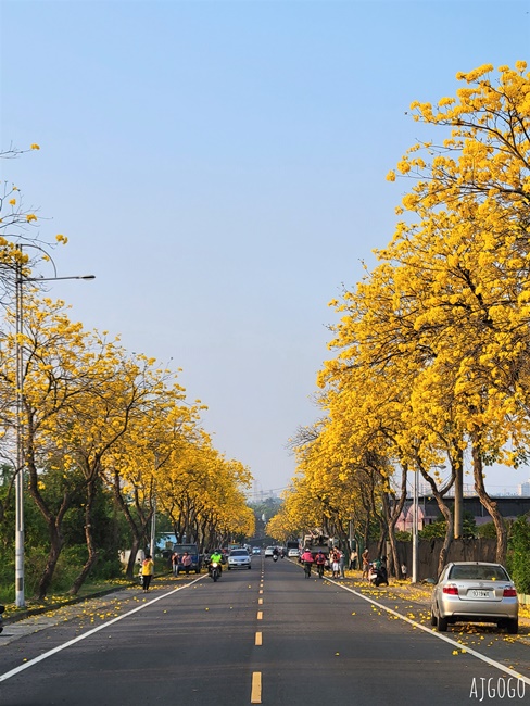 嘉義景點 黃花風鈴木步道 八掌溪堤防、軍輝橋、慈玄宮、仁義路 嘉義最壯觀的黃金隧道 嘉義景點 黃花風鈴木步道 八掌溪堤防、軍輝橋、慈玄宮、仁義路 嘉義最壯觀的黃金隧道