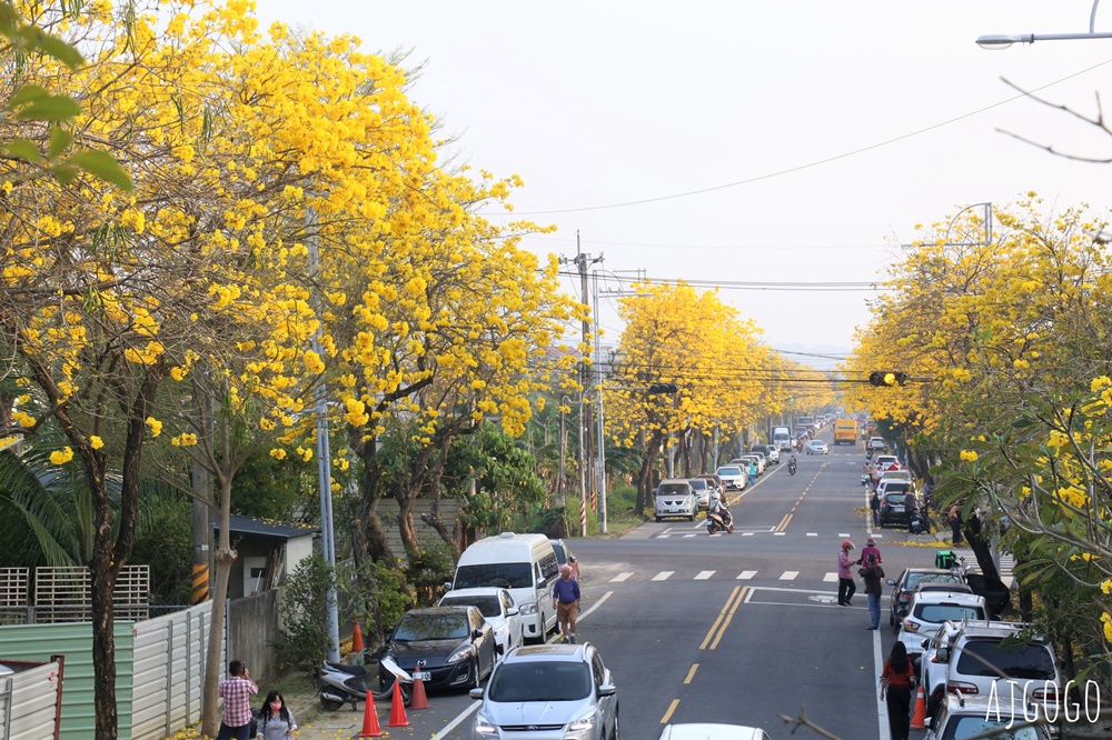 嘉義景點 黃花風鈴木步道 八掌溪堤防、軍輝橋、慈玄宮、仁義路 嘉義最壯觀的黃金隧道