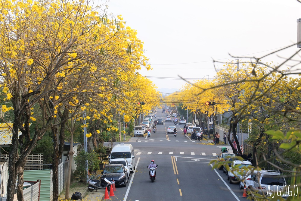 嘉義景點 黃花風鈴木步道 八掌溪堤防、軍輝橋、慈玄宮、仁義路 嘉義最壯觀的黃金隧道 嘉義景點 黃花風鈴木步道 八掌溪堤防、軍輝橋、慈玄宮、仁義路 嘉義最壯觀的黃金隧道