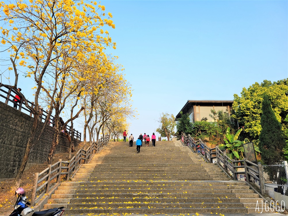 嘉義景點 黃花風鈴木步道 八掌溪堤防、軍輝橋、慈玄宮、仁義路 嘉義最壯觀的黃金隧道