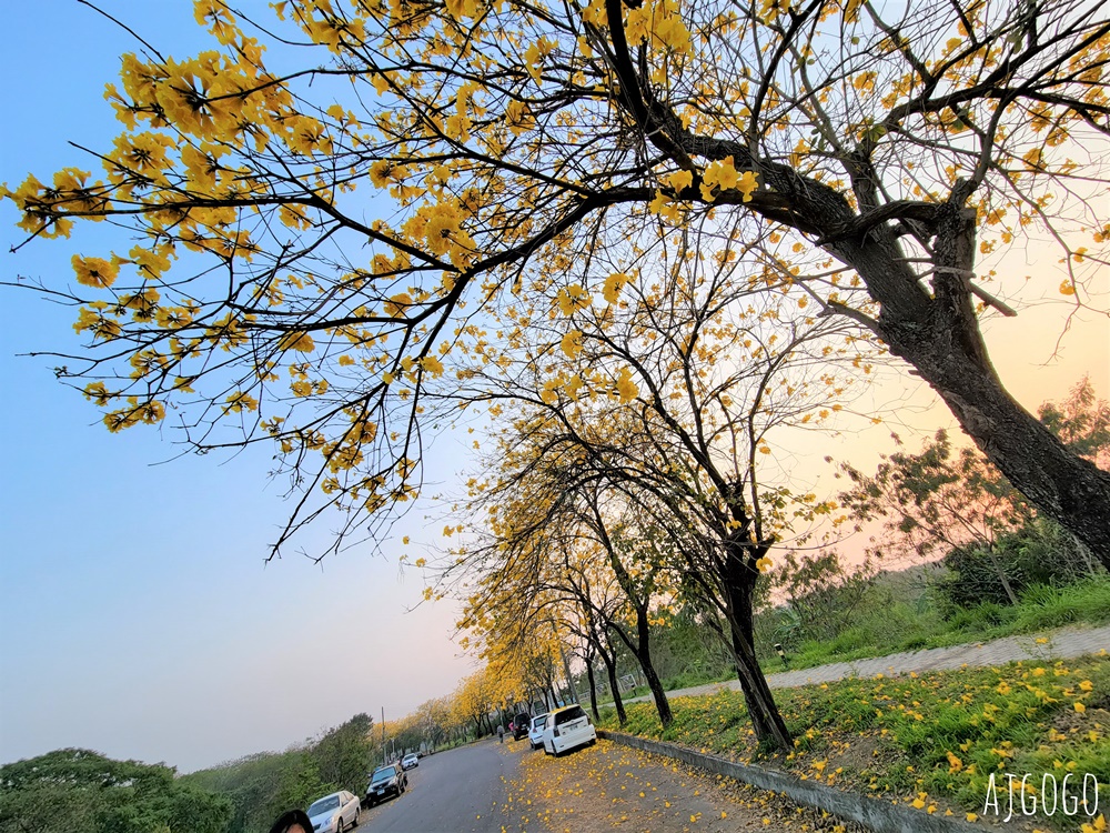 嘉義景點 黃花風鈴木步道 八掌溪堤防、軍輝橋、慈玄宮、仁義路 嘉義最壯觀的黃金隧道