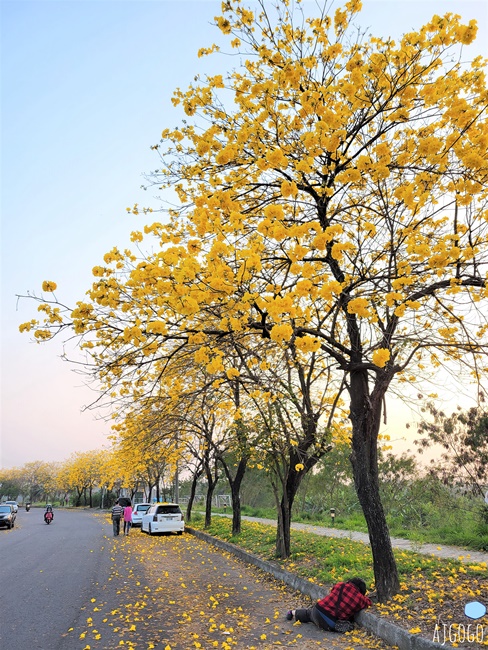 嘉義景點 黃花風鈴木步道 八掌溪堤防、軍輝橋、慈玄宮、仁義路 嘉義最壯觀的黃金隧道