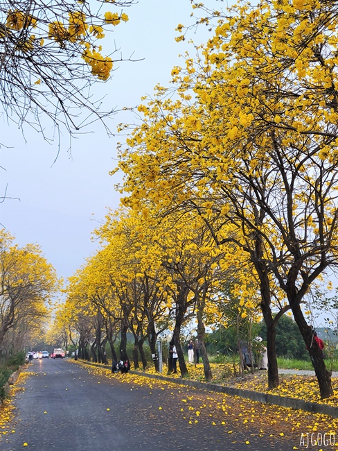 嘉義景點 黃花風鈴木步道 八掌溪堤防、軍輝橋、慈玄宮、仁義路 嘉義最壯觀的黃金隧道 嘉義景點 黃花風鈴木步道 八掌溪堤防、軍輝橋、慈玄宮、仁義路 嘉義最壯觀的黃金隧道