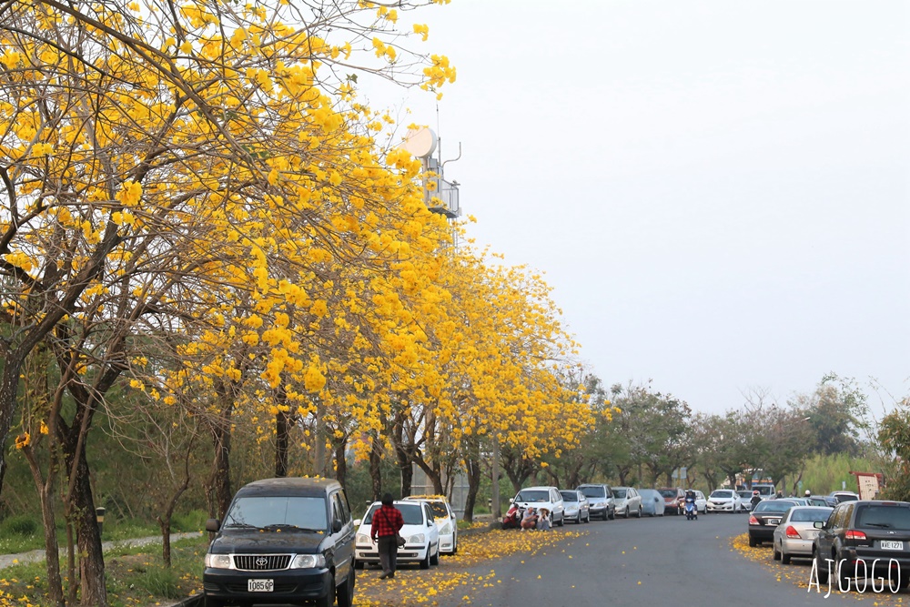 嘉義景點 黃花風鈴木步道 八掌溪堤防、軍輝橋、慈玄宮、仁義路 嘉義最壯觀的黃金隧道