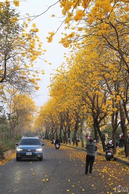 嘉義景點 黃花風鈴木步道 八掌溪堤防、軍輝橋、慈玄宮、仁義路 嘉義最壯觀的黃金隧道 嘉義景點 黃花風鈴木步道 八掌溪堤防、軍輝橋、慈玄宮、仁義路 嘉義最壯觀的黃金隧道