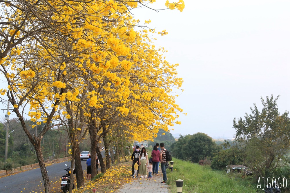 嘉義景點 黃花風鈴木步道 八掌溪堤防、軍輝橋、慈玄宮、仁義路 嘉義最壯觀的黃金隧道