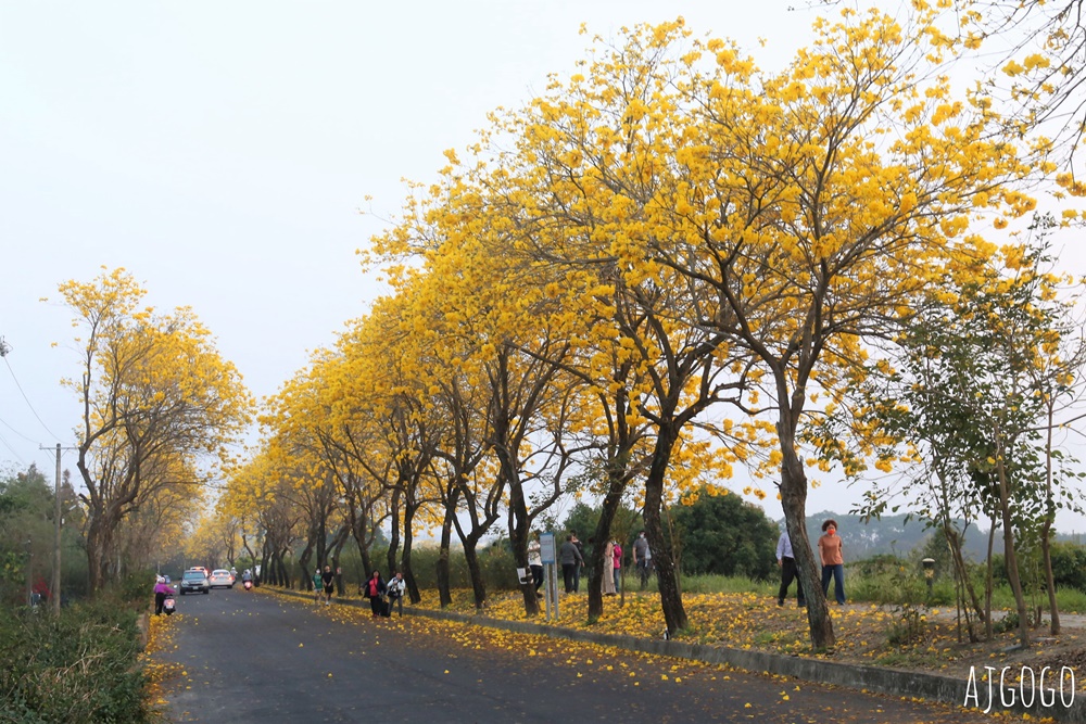 嘉義景點 黃花風鈴木步道 八掌溪堤防、軍輝橋、慈玄宮、仁義路 嘉義最壯觀的黃金隧道 嘉義景點 黃花風鈴木步道 八掌溪堤防、軍輝橋、慈玄宮、仁義路 嘉義最壯觀的黃金隧道