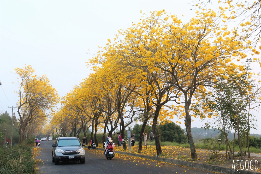 嘉義景點 黃花風鈴木步道 八掌溪堤防、軍輝橋、慈玄宮、仁義路 嘉義最壯觀的黃金隧道