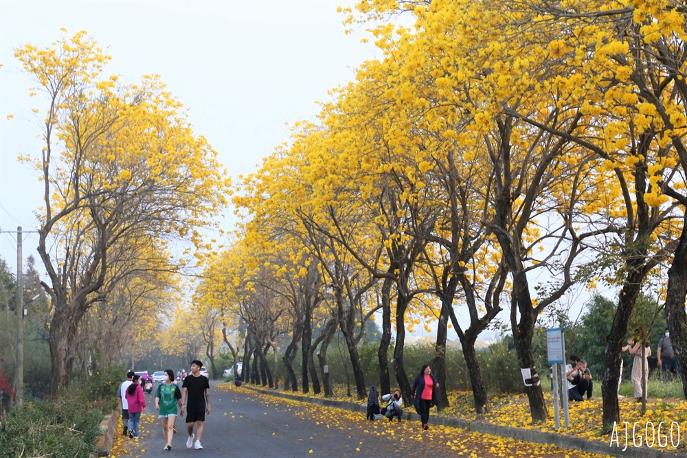 嘉義景點 黃花風鈴木步道 八掌溪堤防、軍輝橋、慈玄宮、仁義路 嘉義最壯觀的黃金隧道 嘉義景點 黃花風鈴木步道 八掌溪堤防、軍輝橋、慈玄宮、仁義路 嘉義最壯觀的黃金隧道