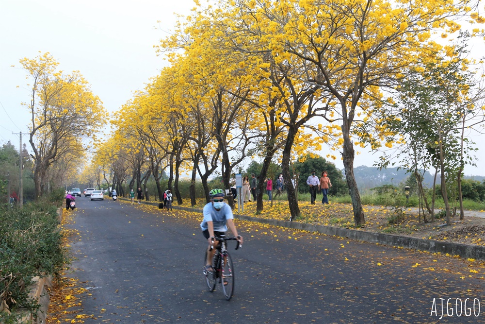 嘉義景點 黃花風鈴木步道 八掌溪堤防、軍輝橋、慈玄宮、仁義路 嘉義最壯觀的黃金隧道
