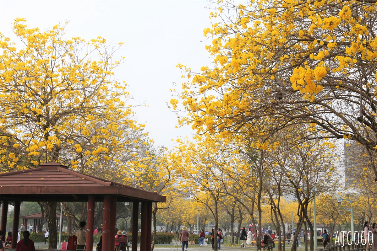 台中景點 台中廍子公園 黃花風鈴木滿園盛開 最美金黃色公園 每年2月底登場 @AJ的旅行地圖