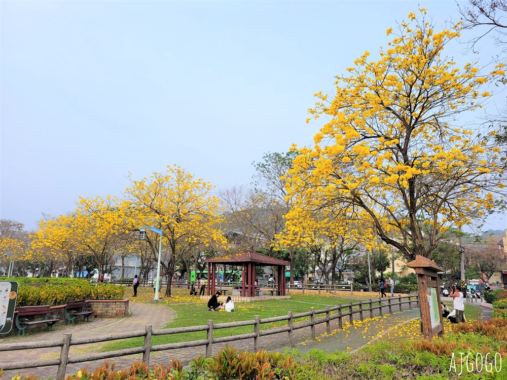 台中景點 台中廍子公園 黃花風鈴木滿園盛開 最美金黃色公園 每年2月底登場