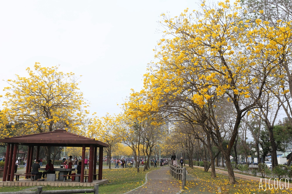 台中景點 台中廍子公園 黃花風鈴木滿園盛開 最美金黃色公園 每年2月底登場