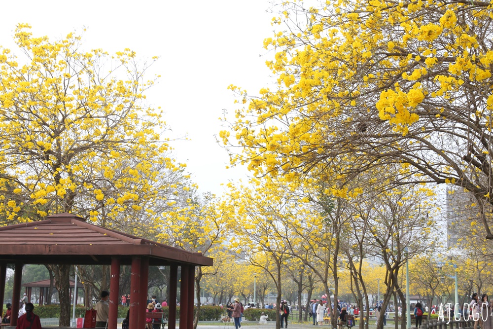 台中景點 台中廍子公園 黃花風鈴木滿園盛開 最美金黃色公園 每年2月底登場