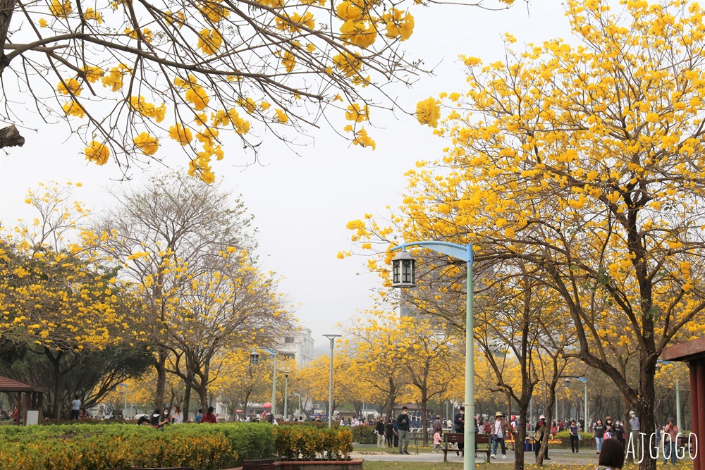台中景點 台中廍子公園 黃花風鈴木滿園盛開 最美金黃色公園 每年2月底登場