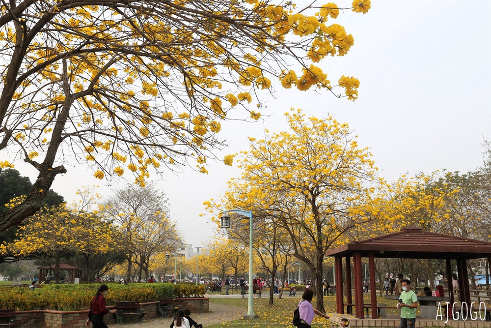 台中景點 台中廍子公園 黃花風鈴木滿園盛開 最美金黃色公園 每年2月底登場
