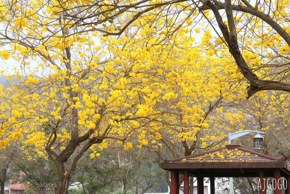 台中景點 台中廍子公園 黃花風鈴木滿園盛開 最美金黃色公園 每年2月底登場