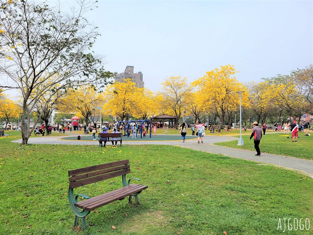台中景點 台中廍子公園 黃花風鈴木滿園盛開 最美金黃色公園 每年2月底登場
