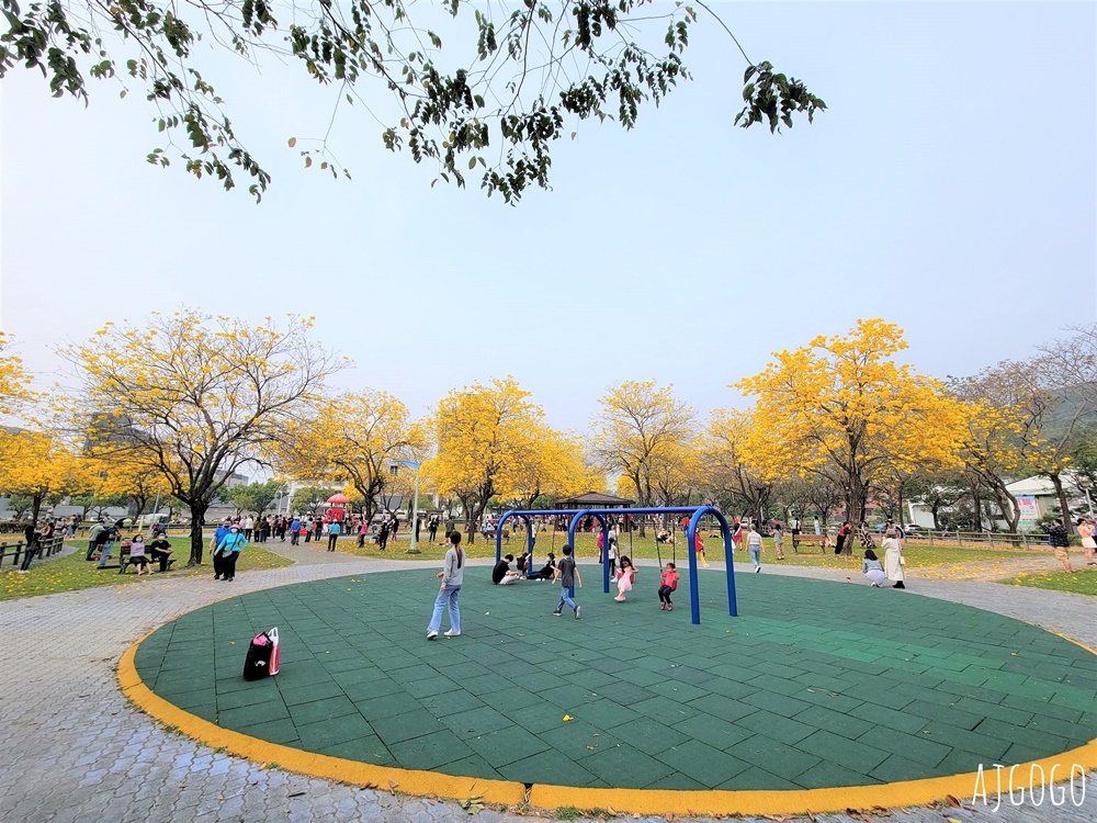 台中景點 台中廍子公園 黃花風鈴木滿園盛開 最美金黃色公園 每年2月底登場