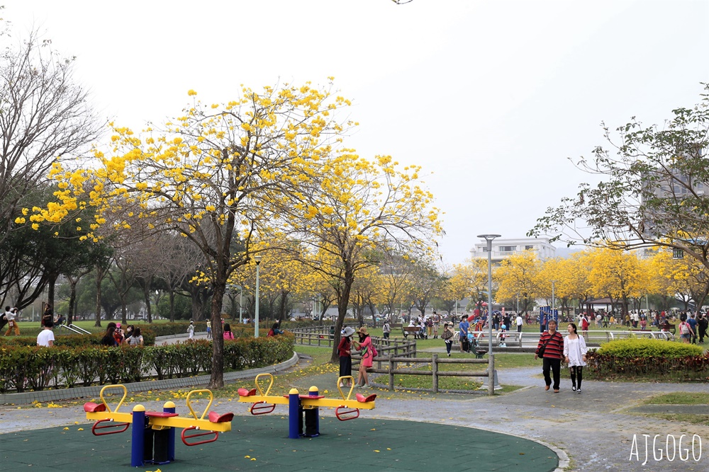 台中景點 台中廍子公園 黃花風鈴木滿園盛開 最美金黃色公園 每年2月底登場