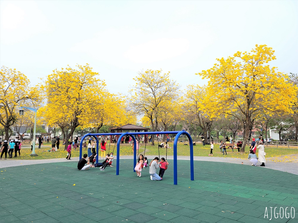 台中景點 台中廍子公園 黃花風鈴木滿園盛開 最美金黃色公園 每年2月底登場