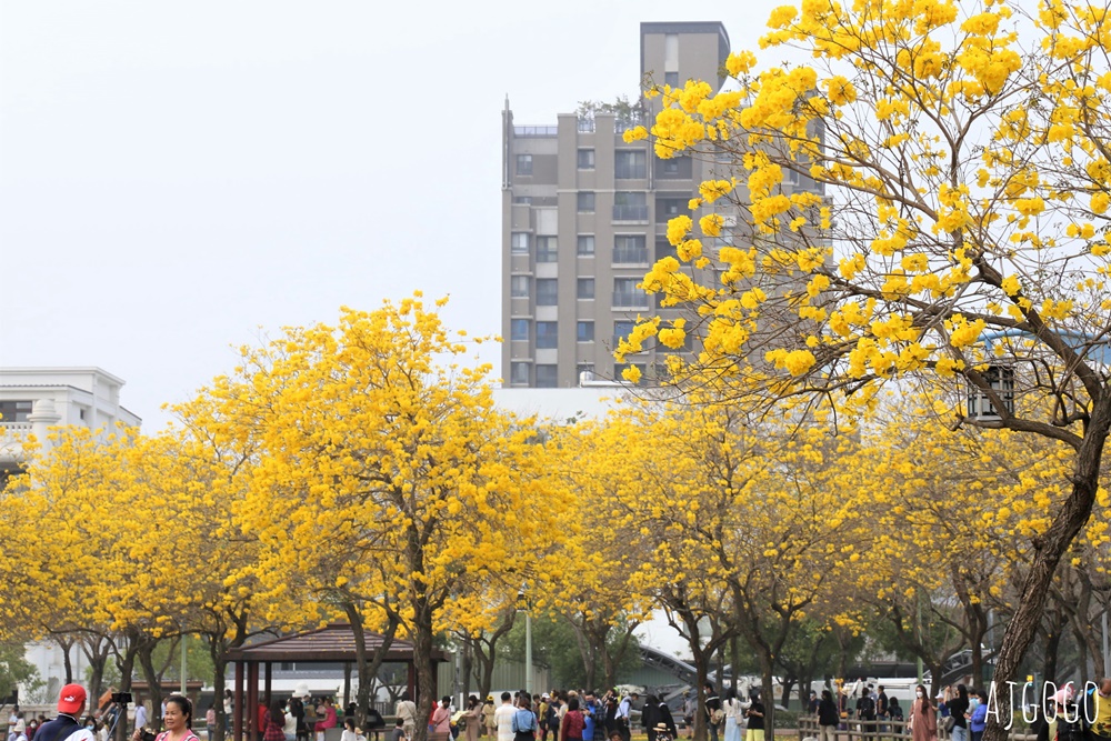 台中景點 台中廍子公園 黃花風鈴木滿園盛開 最美金黃色公園 每年2月底登場