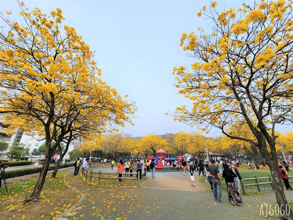 台中景點 台中廍子公園 黃花風鈴木滿園盛開 最美金黃色公園 每年2月底登場